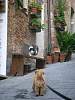 toscane2010542.jpg